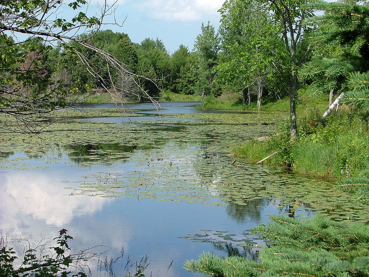 Hedy Muysson's pond in 2011