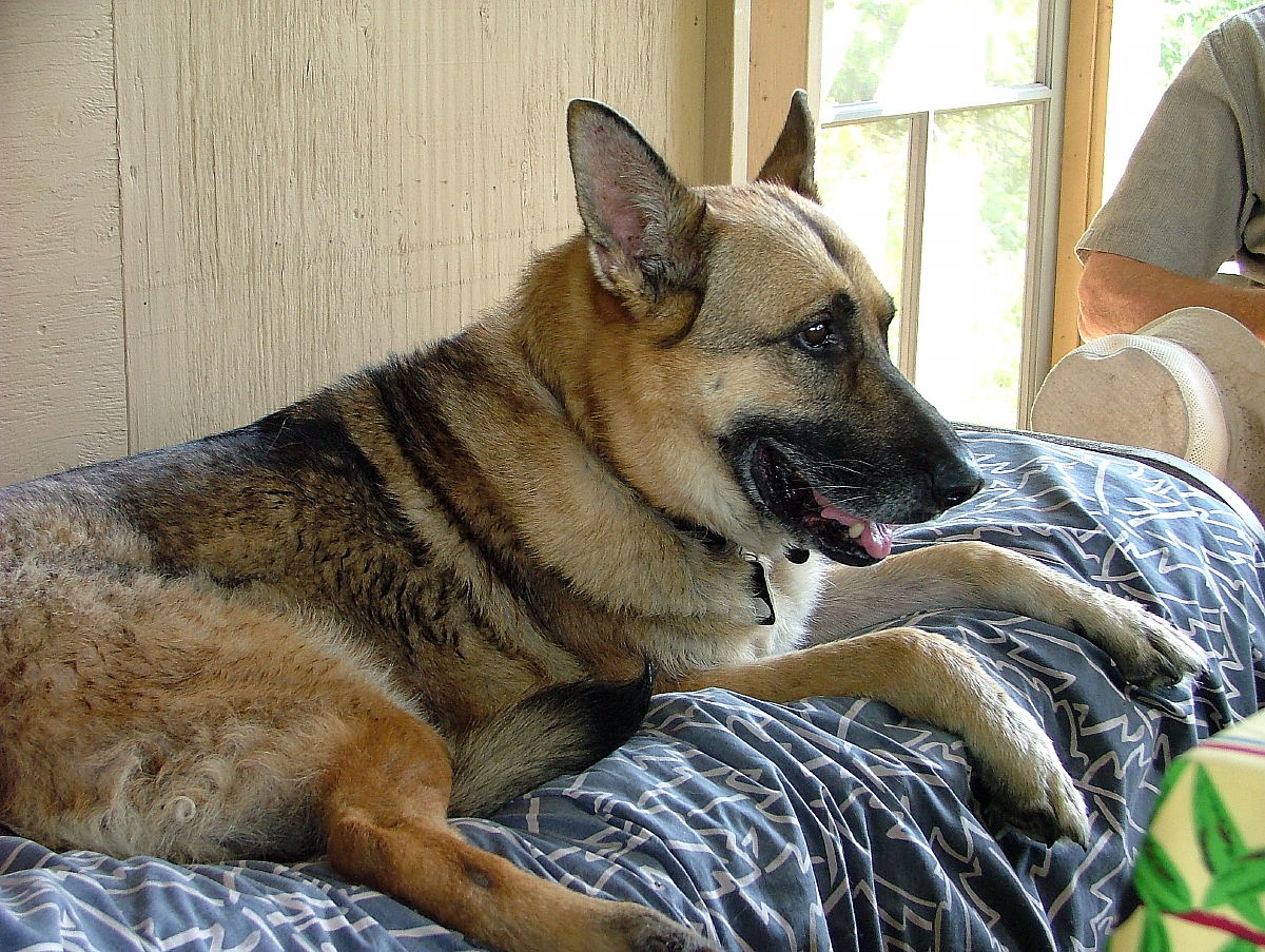 Hedy Muysson's dog Sadie