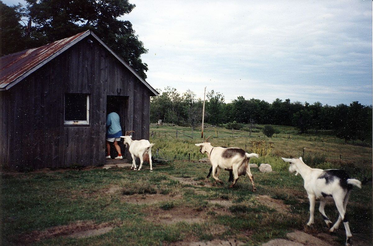 Goats at farm